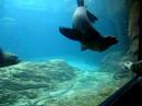 Caillianne beckerman and her seal, new york aquarium