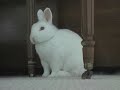 Bossa Bunny (A Very Rabbit Remix)