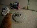 new automatic feeder