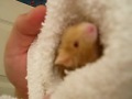Mause the First 2 Video