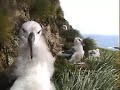 Black-browed Albatross chicks