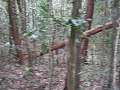 HW on the Thorsborne trail 4