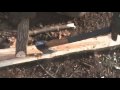 Survival Bows (Collecting the Stave, Improvised Draw Knife)