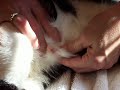 removal from our cat