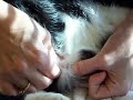 removal from our cat