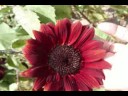 Flower garden