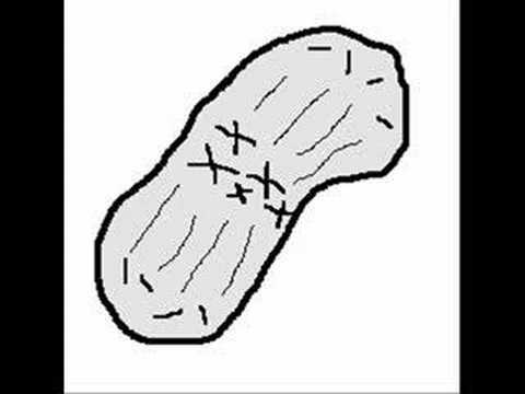 Mitosis: Cell Division