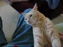 My friend's yellow tabby enjoys a tummy rub.