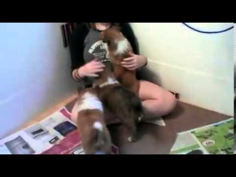 Lily-Microchipped & Registration fee paid