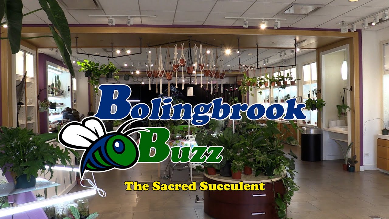 Bolingbrook Buzz - Sacred Succulent