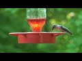 Hummingbird drinking