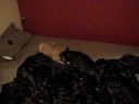 Bengal and Bulldog