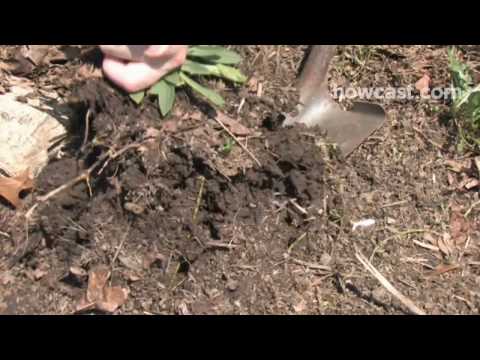 how to dig up grass and replant it