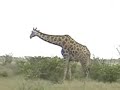 Giraffen