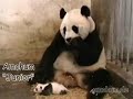 Panda's uit Marokko