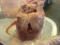 Heart Disection