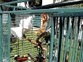 Goffin's Cockatoo, Hahn's Macaw, Lilac Crowned Amazon