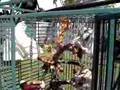 Goffin's Cockatoo, Hahn's Macaw, Lilac Crowned Amazon