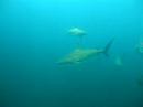 Tiger Shark & Dusky Sharks