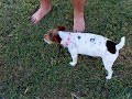 SILLY JILLBABY THE JACK RUSSELL