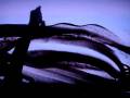 videos de SandArt_DVFilm_кавказ_08.11.08.wmv