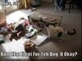 loldogs
