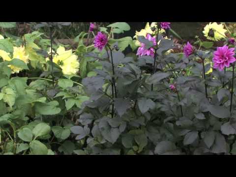 how to provide phosphorus to plants