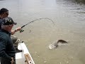 Pêche du Silure sur la Saône Pêche du Silure sur la Saône