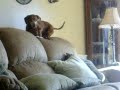 me playing with a ball with tyson.. (muuh dog)