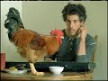 cockadoodledoo.html