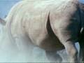 Elephant vs. Rhino