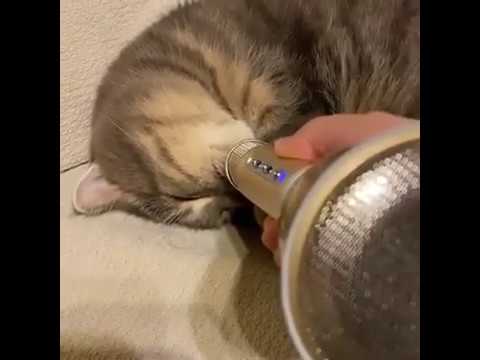 Kocur chrapie w mikrofon z efektem echo