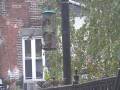 videos de New York Manhattan moineaux d' Upper West Side