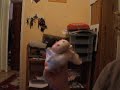 Cow :D Cow :D