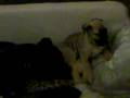 videos de Educazione del cane corso