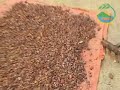 Marwah Daud dan petani kakao di Kolaka, Sulawesi Tenggara Marwah Daud dan petani kakao di Kolaka, Sulawesi Tenggara