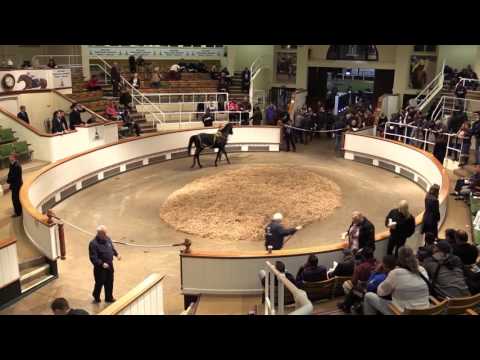 Tattersalls Autumn Horses in Training Sale 2015 Day 3