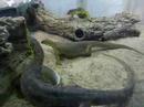 Varanus panoptes panoptes Heuschreckenjagd 4