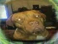 BX Doggen 