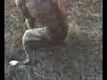 dog taking a shit