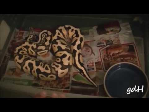 how to properly pick up a ball python