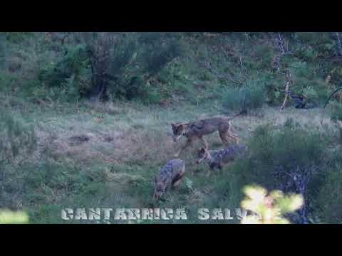 Cantabrica salvaje, Lobos