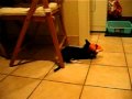 Jixer and the turkey episode 2