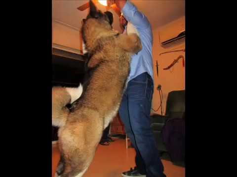 akita