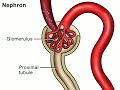 Pharmacology: Excretion