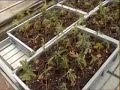 Example of cloning for Mr Nice Seedbank