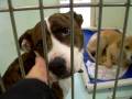 videos de Gina at LCAS. EXTREMELY URGENT!!!!