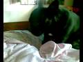 bouledogue Poldo dorme.mp4