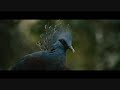 30 Amazing Bird Species in 1 Video