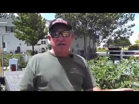 how to cure blossom end rot in zucchini
